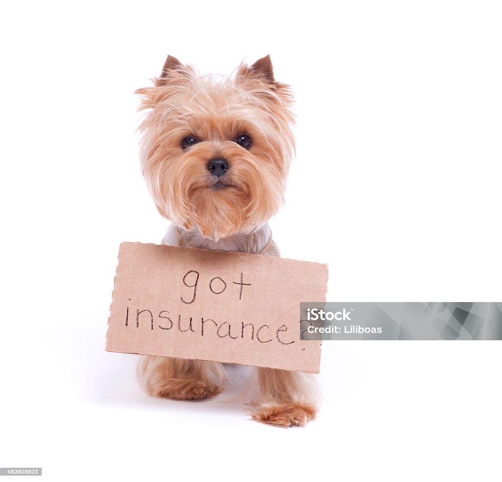 Yorkshire Terrier Holding a Sign Yorkshire Terrier holding a sign that says "Got Insurance" (pet insurance concept). Insurance Stock Photo