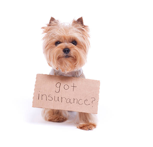 yorkshire terrier segurando uma placa - dog insurance - fotografias e filmes do acervo