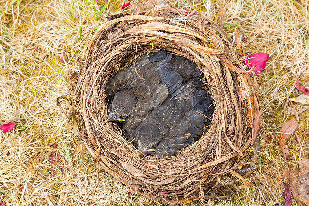istock small Blackbirds just leave the egg in the nest 482803941