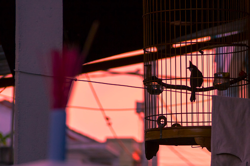 One of the many cage-kept birds in VIetnam (a Red-whiskered Bulbul, Pycnonotus jocosushis). This species is a very popular cagebird in parts of Southeast Asia.
