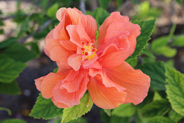 istock Pink Hibiscuses Flower 482804188