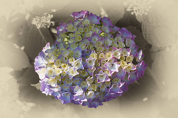 floral hintergrund für eine grußkarte - temperate flower hydrangea plant flower stock-fotos und bilder