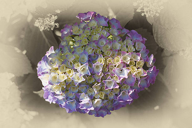 sfondo floreale adatto per un biglietto d'auguri - hydrangea gardening blue ornamental garden foto e immagini stock