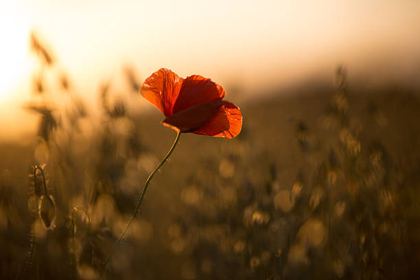 istock Poppy flower in sunset 482804486