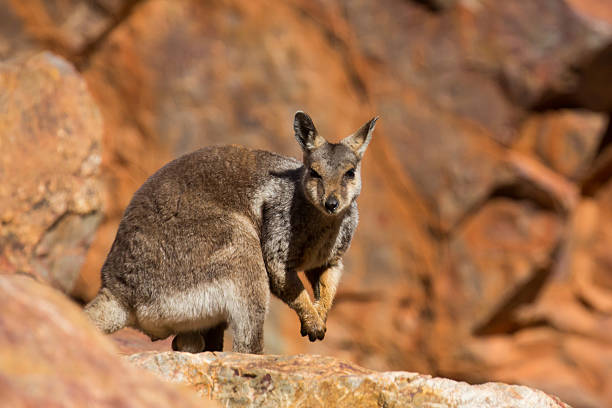 австралийский рок валлаби - wallaby kangaroo australia northern territory стоковые фото и изображения