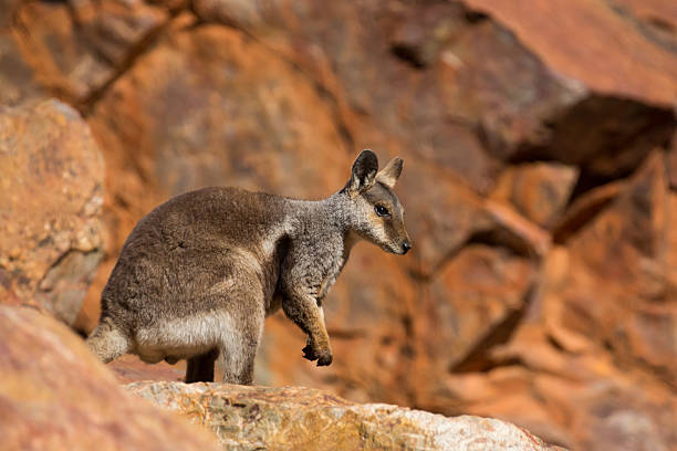 австралийский рок валлаби - wallaby kangaroo australia northern territory стоковые фото и изображения