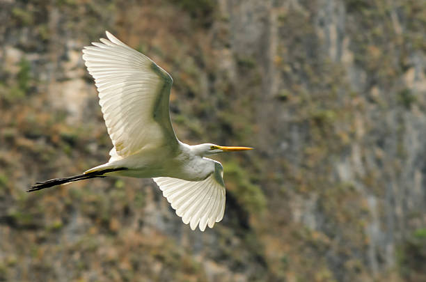 Flying Great Egret A great egret flying with a canyon wall in the background mexico chiapas cañón del sumidero stock pictures, royalty-free photos & images