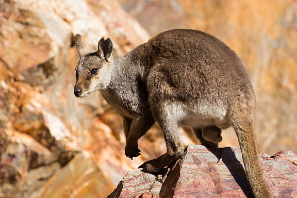 австралийский рок валлаби - wallaby kangaroo australia northern territory стоковые фото и �изображения