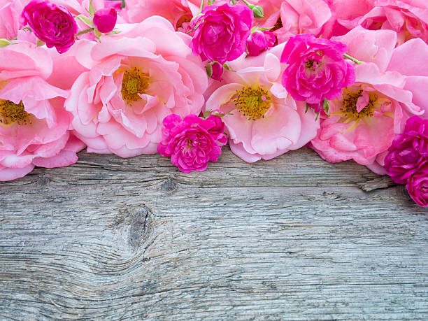istock Pink roses and small vibrant pink roses 482804918
