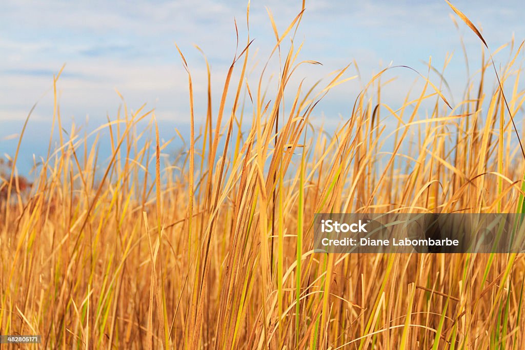 Golden Cattails und Marsh Gräsern - Lizenzfrei Blau Stock-Foto