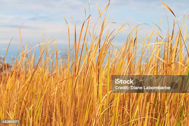 Golden Cattails Und Marsh Gräsern Stockfoto und mehr Bilder von Blau - Blau, Farbbild, Feuchtgebiet