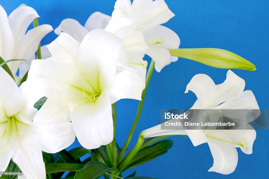 Liliáceas de Páscoa azul - Royalty-free Lírio Foto de stock