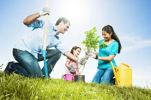 Happy family gardening, planting a three together.   