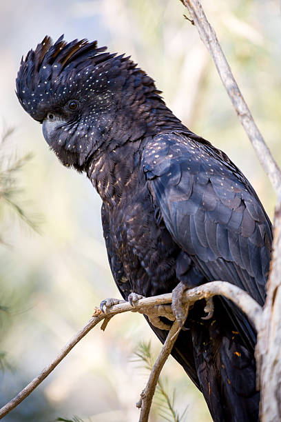 istock Australian Red-Tailed Black Cockatoo 482805658
