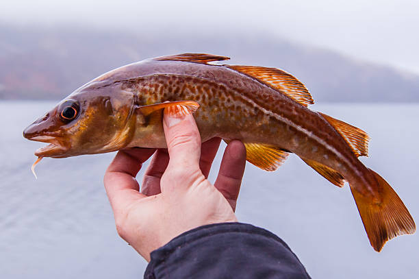 appena pescati merluzzo in scozia loch a mani del pescatore - fish catch of fish catching dead animal foto e immagini stock
