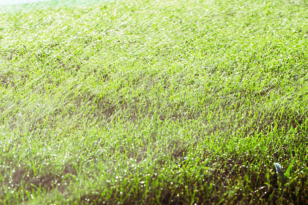 Sprinkler head spraying water on green lawn