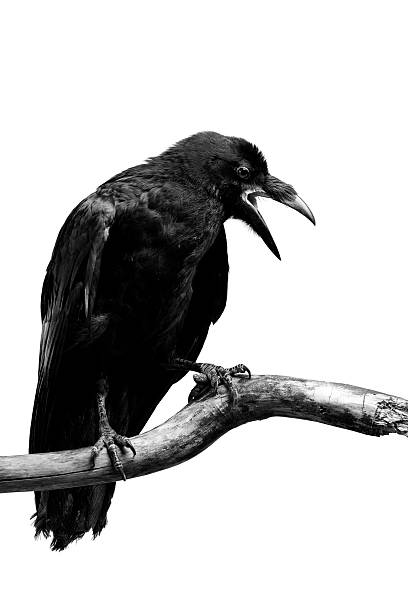 Raven Black raven isolated on white  raven bird stock pictures, royalty-free photos & images