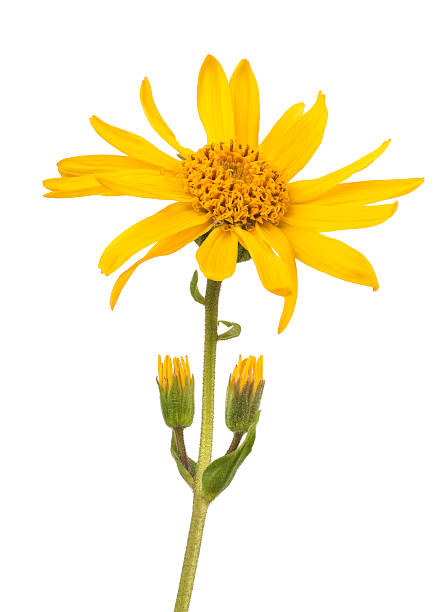 Arnica montana Arnica montana isolated on white background arnica flower single flower white stock pictures, royalty-free photos & images