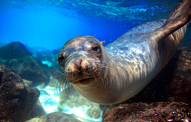curious sea lion underwater - onder water fotos stockfoto's en -beelden