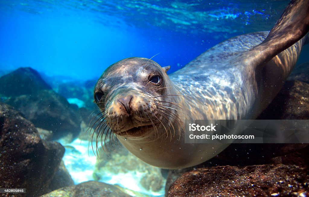 Curious sea lion underwater Curious sea lion underwater looking at camera Sea Lion Stock Photo