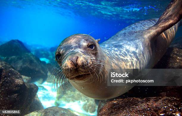 Curious Sea Lion Underwater Stock Photo - Download Image Now - Sea Lion, Galapagos Islands, Animal