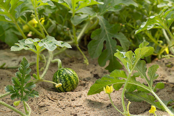 young small watermelon and flowers in the garden closeup young small watermelon in the garden in fine clear weather closeup yellow melons field stock pictures, royalty-free photos & images
