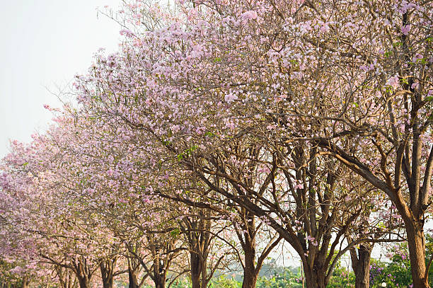 istock Pink flowers Tabebuia rosea blossom 482805951