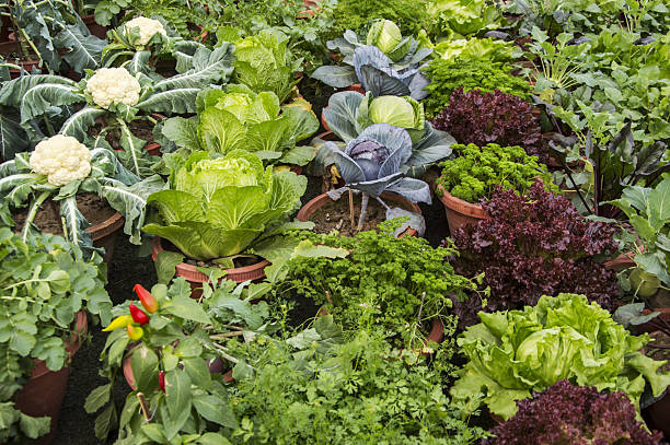 野菜やその他の植物 - radish isolated bunch vegetable ストックフォトと画像