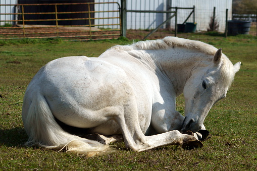 White horse laying on green grass with barn in background