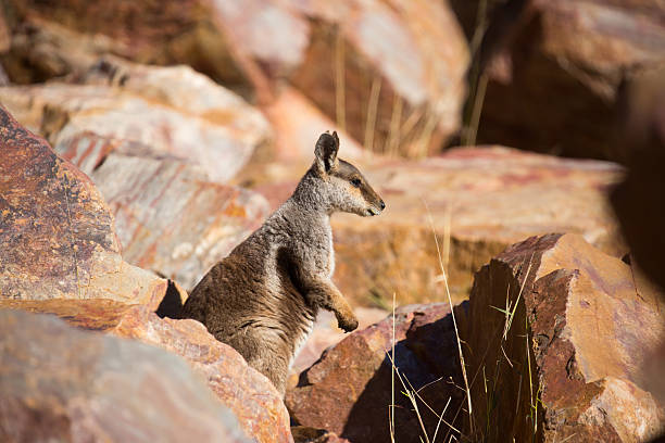 австралийский рок валлаби - wallaby kangaroo australia northern territory стоковые фото и изображения