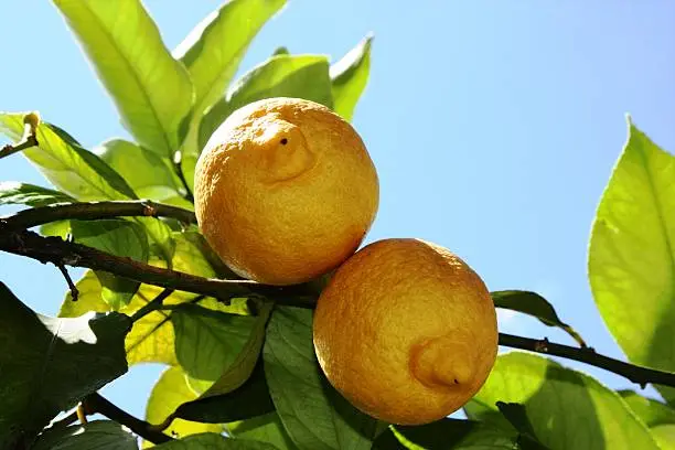 Lemontree under blue sky in Italy
