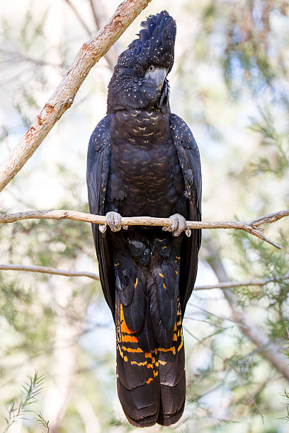 istock Australian Red-Tailed Black Cockatoo 482806552