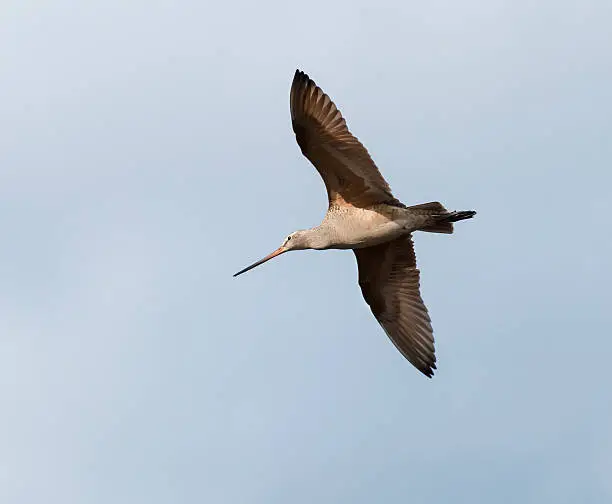 Photo of Marbled Godwit in Flight