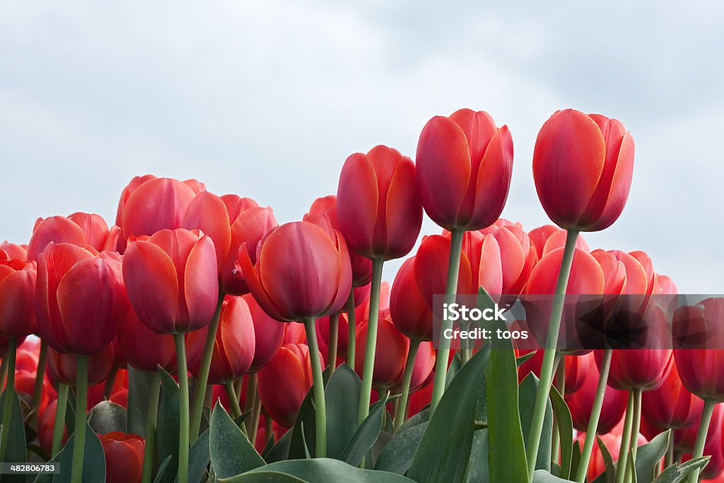 Tulipán de campo - Foto de stock de Agricultura libre de derechos
