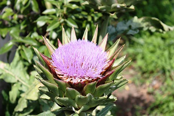 istock Artichoke purple blossom 482808838