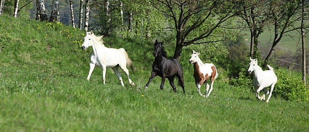 istock Batch of beautiful horses running on pasturage 482808996