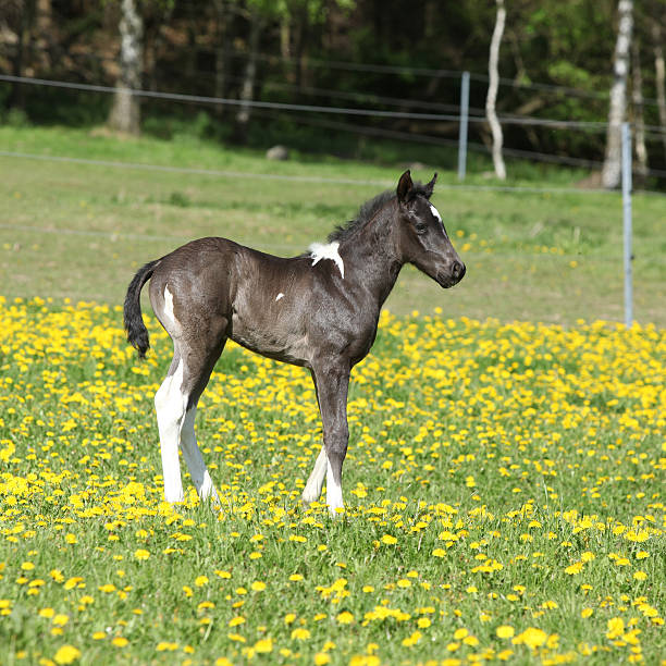 Beautiful paint horse foal on pasturage in spring