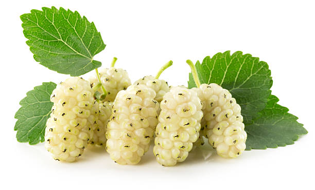 istock mulberry isolated on the white background 482809012