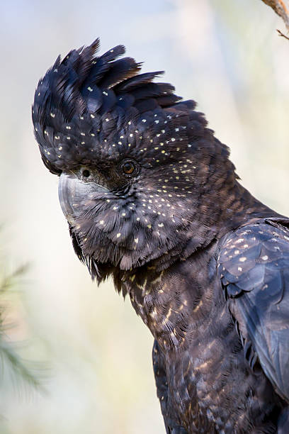 istock Australian Red-Tailed Black Cockatoo 482810422