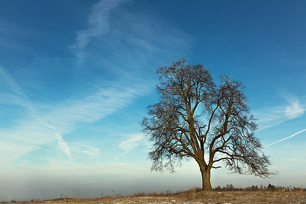 Pojedyncze stare tree- niebieski niebo – zdjęcie