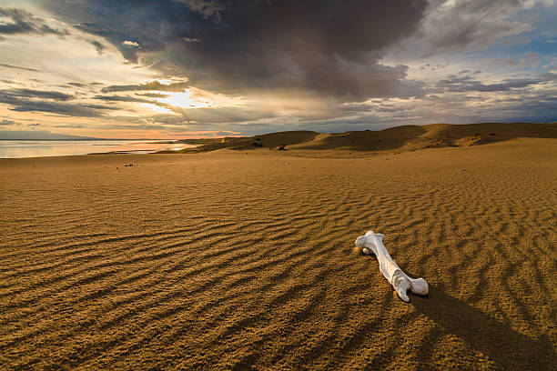 белые кости на песке в пустыне гоби. монголия. - desert landscape morocco sand dune стоковые фото и изображения