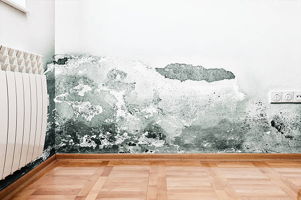 istock Damage caused by damp on a wall in modern house 482812926