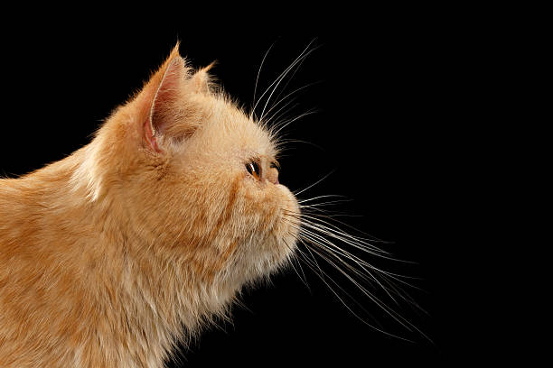 portrait de gros chat gingembre exotique de profil sur fond noir - domestic cat playful cute close up photos et images de collection