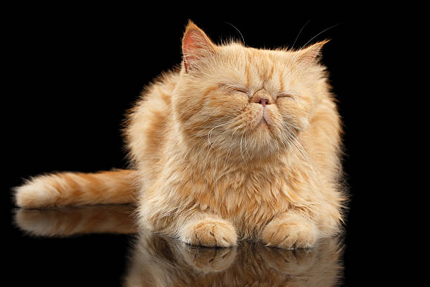 satisfait exotique chat gingembre de soleil sur noir miroir - domestic cat playful cute close up photos et images de collection