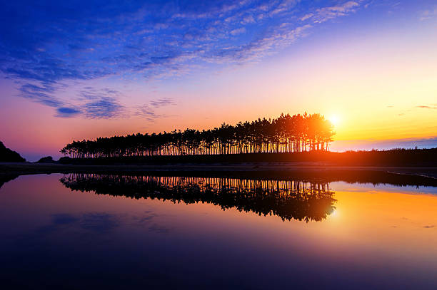 istock Silhouette and Reflections of row tree at sunset. 482814394