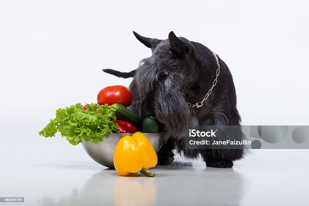 Scottish Terrier (10 years) and vegetables 10-11 Years Stock Photo