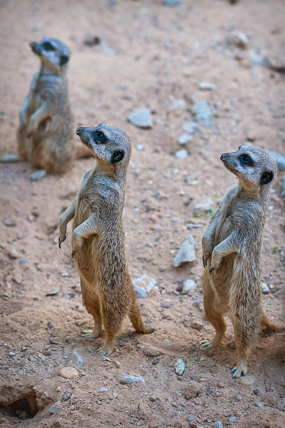 istock Suricata Suricatta or Meerkat 482814814