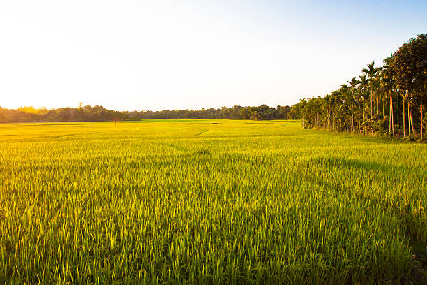 campo de arroz campos de tierra cultivada - rice rice paddy farm agriculture fotografías e imágenes de stock