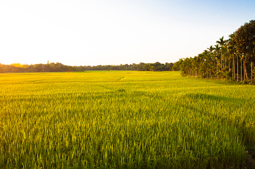 Rice fields, in the small village of Benavente, district of Santarém, Portugal