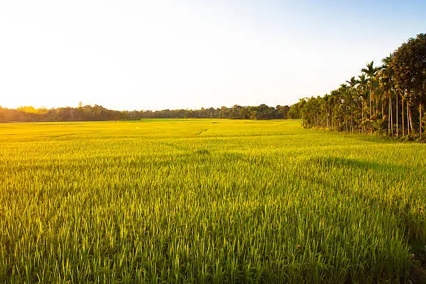 Photo of Rice Paddy Fields - Cultivated Land